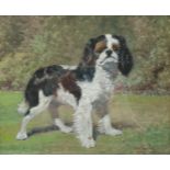 M Stanger Pritchard (British exh.1905-1918): Portrait of a King Charles Spaniel, oil on board signed