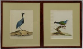Ann and Emily Hayes (18th/19th century): 'Numidian Crane' and 'The Green Winged Pigeon', pair hand-c