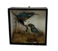 Taxidermy: An early 20th century cased pair of Kingfishers (Alcedo atthis)