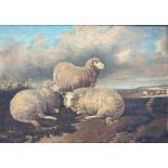 English School (19th century): Sheep Resting in an Open Landscape