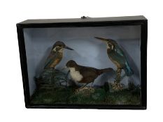 Taxidermy: A 19th/ early 20th century cased display of birds comprising a pair of Kingfishers (Alced