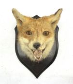 Taxidermy: Fox mask with mouth agape