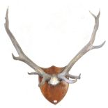 Large set of faux antlers mounted on shield plaque