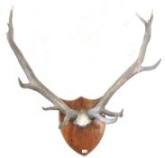 Large set of faux antlers mounted on shield plaque