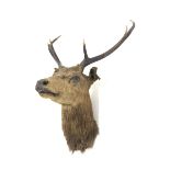 Taxidermy: Stags head and neck with six point antlers