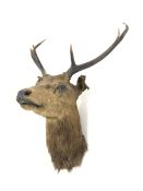 Taxidermy: Stags head and neck with six point antlers