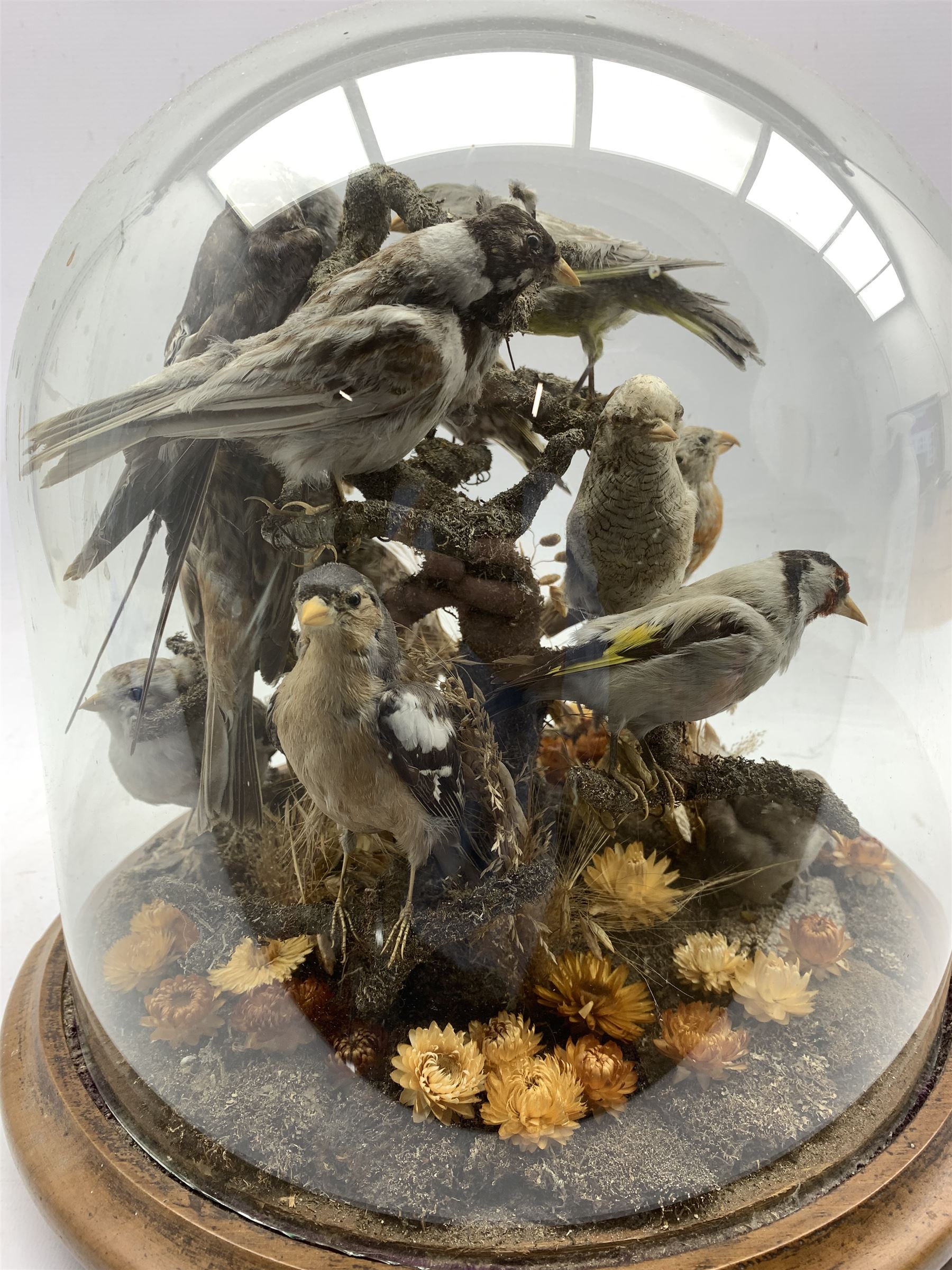 Taxidermy: A 19th/ early 20th century display of Garden Birds including Greenfinch and Goldfinch in - Image 4 of 5