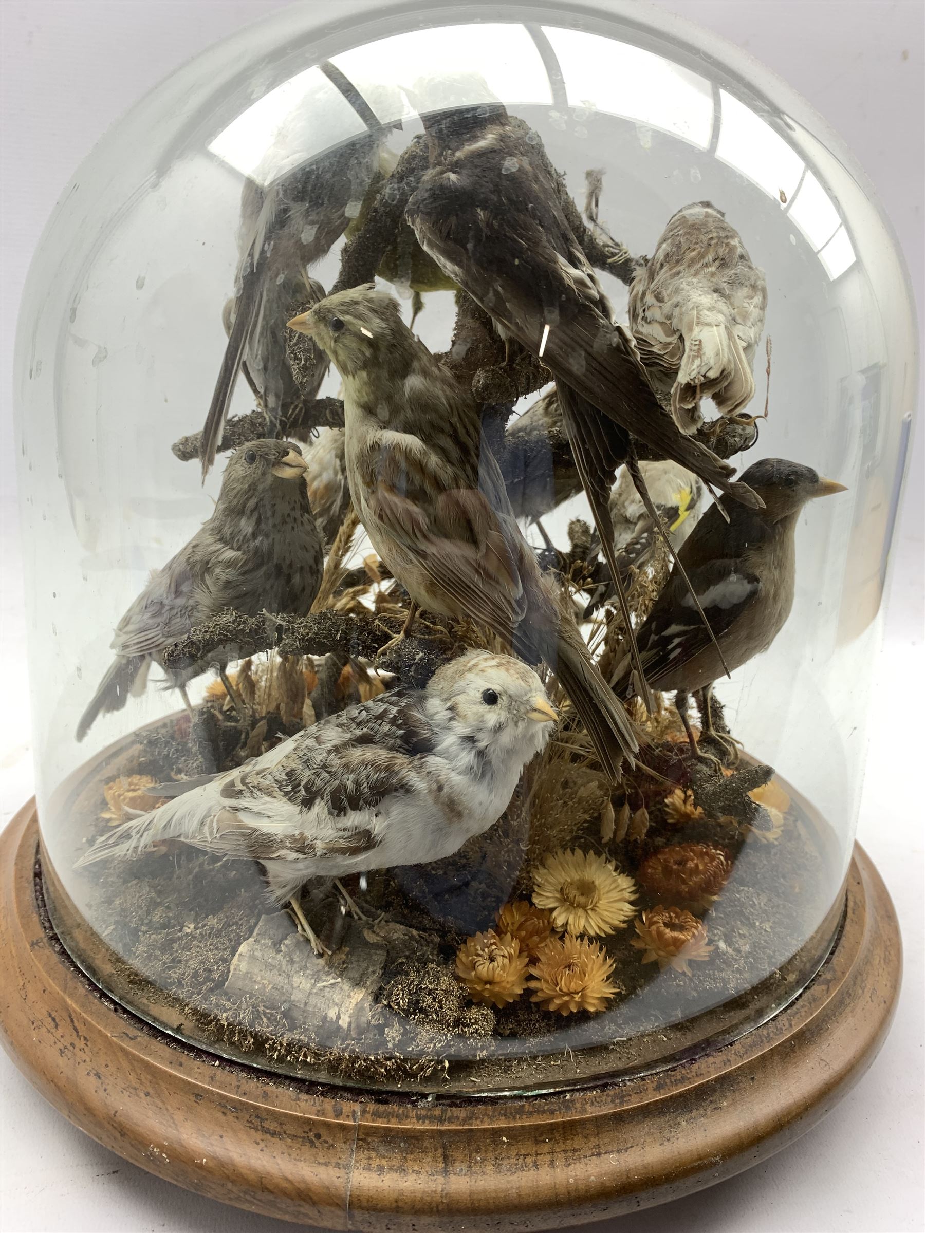 Taxidermy: A 19th/ early 20th century display of Garden Birds including Greenfinch and Goldfinch in - Image 5 of 5