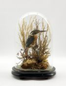Taxidermy: A 19th/ early 20th century Kingfisher