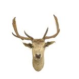 Taxidermy: Stags head and neck