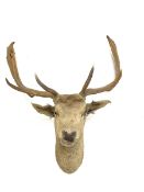 Taxidermy: Stags head and neck