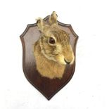 Taxidermy: Hare mask mounted on oak shield