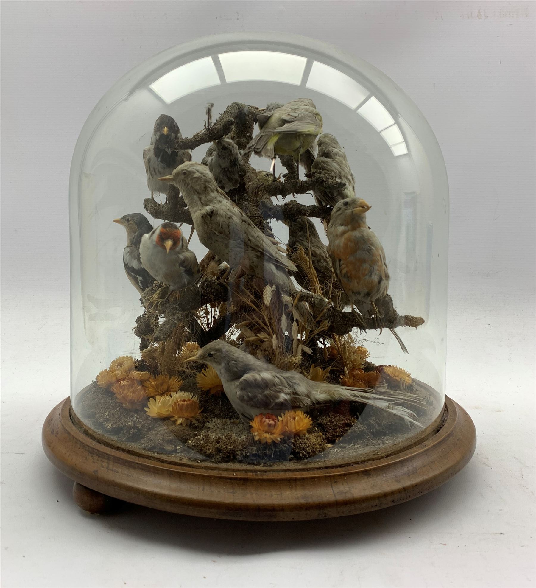 Taxidermy: A 19th/ early 20th century display of Garden Birds including Greenfinch and Goldfinch in - Image 3 of 5