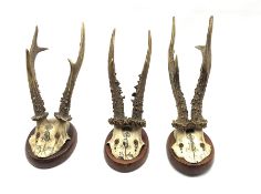 Three European Roebuck Antlers (Capreolus capreolus) each dated and mounted on plinths (3)