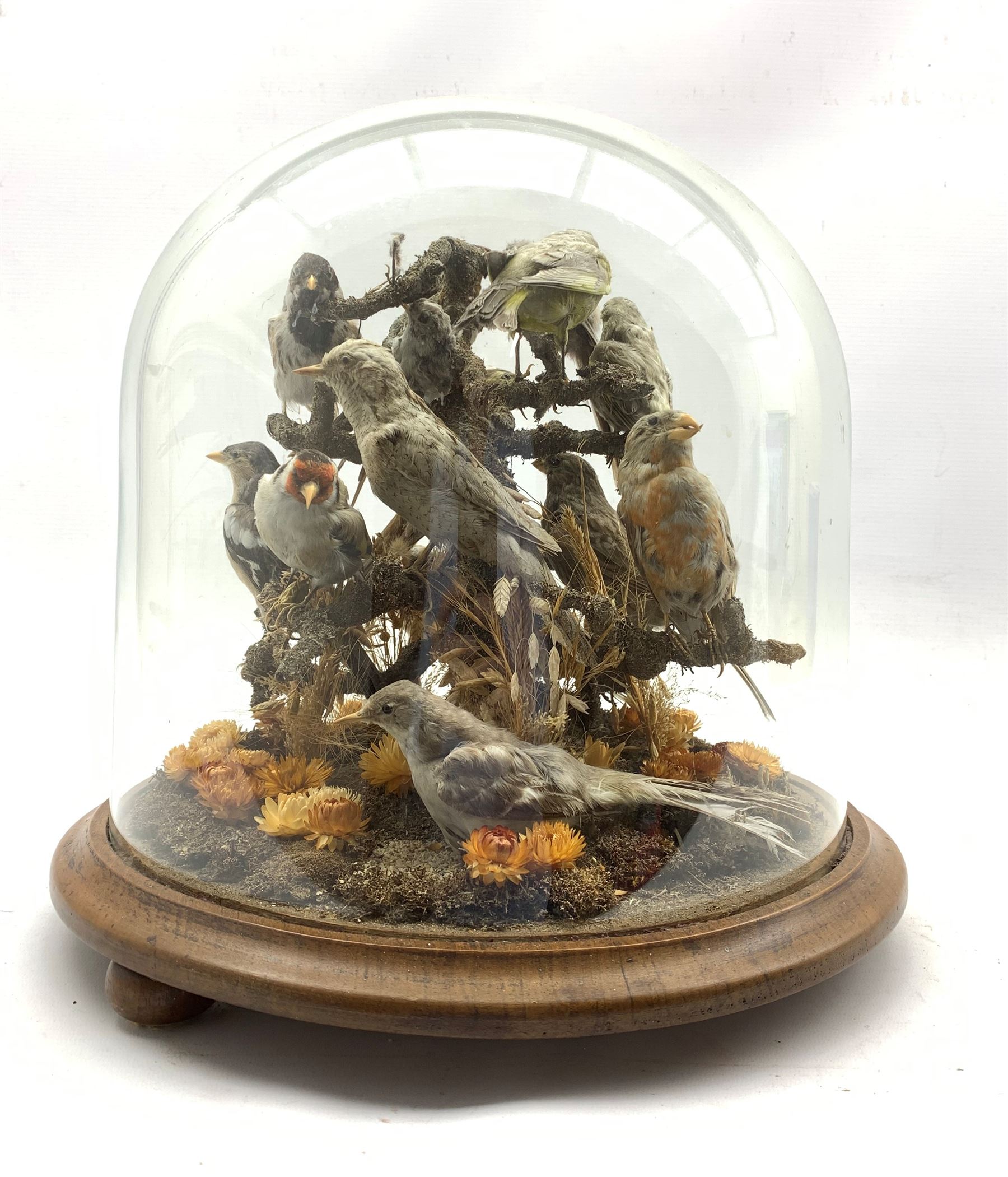 Taxidermy: A 19th/ early 20th century display of Garden Birds including Greenfinch and Goldfinch in - Image 2 of 5