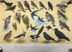 After H J Slyper (British 20th century): A collection of five (numbers 1-5) of the RSPB British Bird