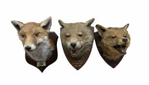 Taxidermy - Fox mask with agape mouth by F W Bartlett