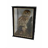 Taxidermy: A cased Tawny Owl (Strix Aluco)