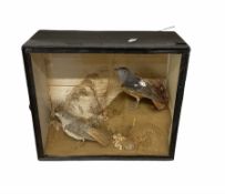 Taxidermy - Pair of male and female rock thrushes in a naturalistic setting and in glazed case 30cm