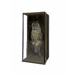 Taxidermy: A cased Long-Eared Owl (Asio Otus)