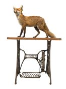 Taxidermy: Full study of a standing fox
