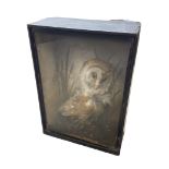 Taxidermy: 19th/ early 20th century cased Barn Owl (Tito alba)