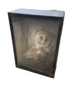 Taxidermy: 19th/ early 20th century cased Barn Owl (Tito alba)