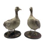 Taxidermy: Greylag Goose (Anser anser) and a Pink-Footed Goose (Anser Brachyrynchus)