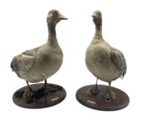 Taxidermy: Greylag Goose (Anser anser) and a Pink-Footed Goose (Anser Brachyrynchus)