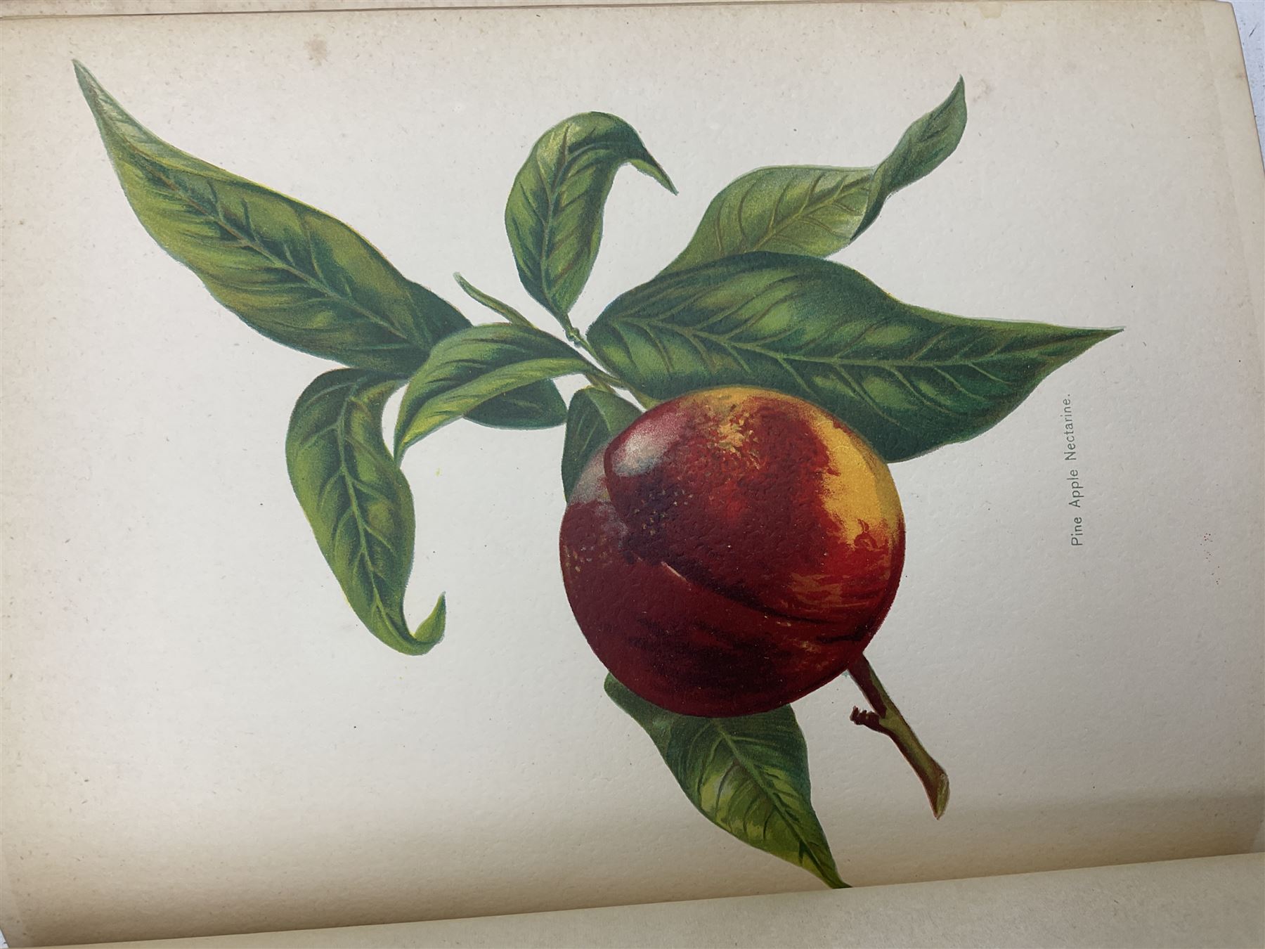 John Wright - The Fruit Growers Guide published Virtue & Co in 6 volumes with chromolithographs by M - Image 4 of 4