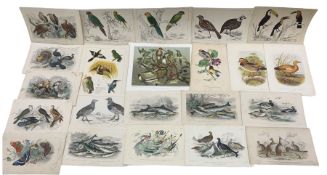 After J Stewart (British 19th century): Large collection hand-coloured engravings of birds and anima