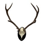 Taxidermy: Set of 9-point Deer antlers mounted on ebonised shield with plaque inscribed Zamores 26-X