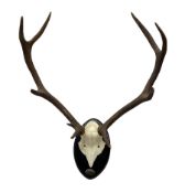 Taxidermy: Set of 9-point Deer antlers mounted on ebonised shield with plaque inscribed Zamores 26-X
