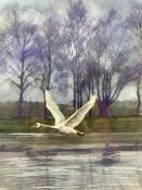 Kate Bicket (British Contemporary): 'Swan in Flight'