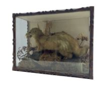Taxidermy: Cased model of a Mink in naturalistic setting with carved outer frame