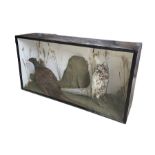Taxidermy: Early 20th century cased pair of Pheasants (Phasianus colchicus)
