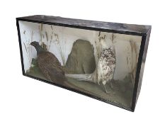 Taxidermy: Early 20th century cased pair of Pheasants (Phasianus colchicus)