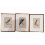 Three hand-coloured engravings of birds of prey 19cm x 13cm (3)