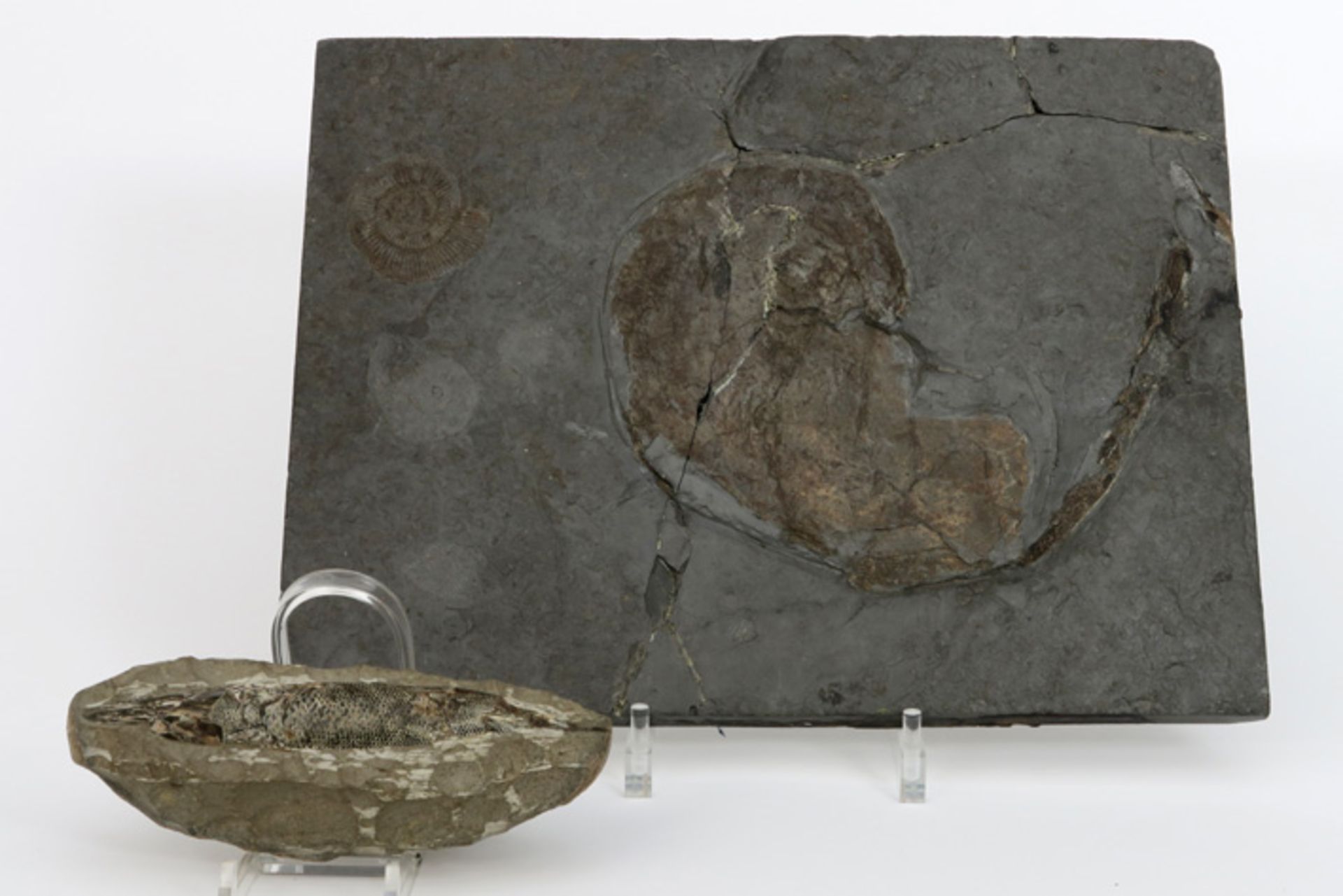 two fossils, including one fossilised fish||Lot van twee fossielen waarvan één gefossiliseerde vis