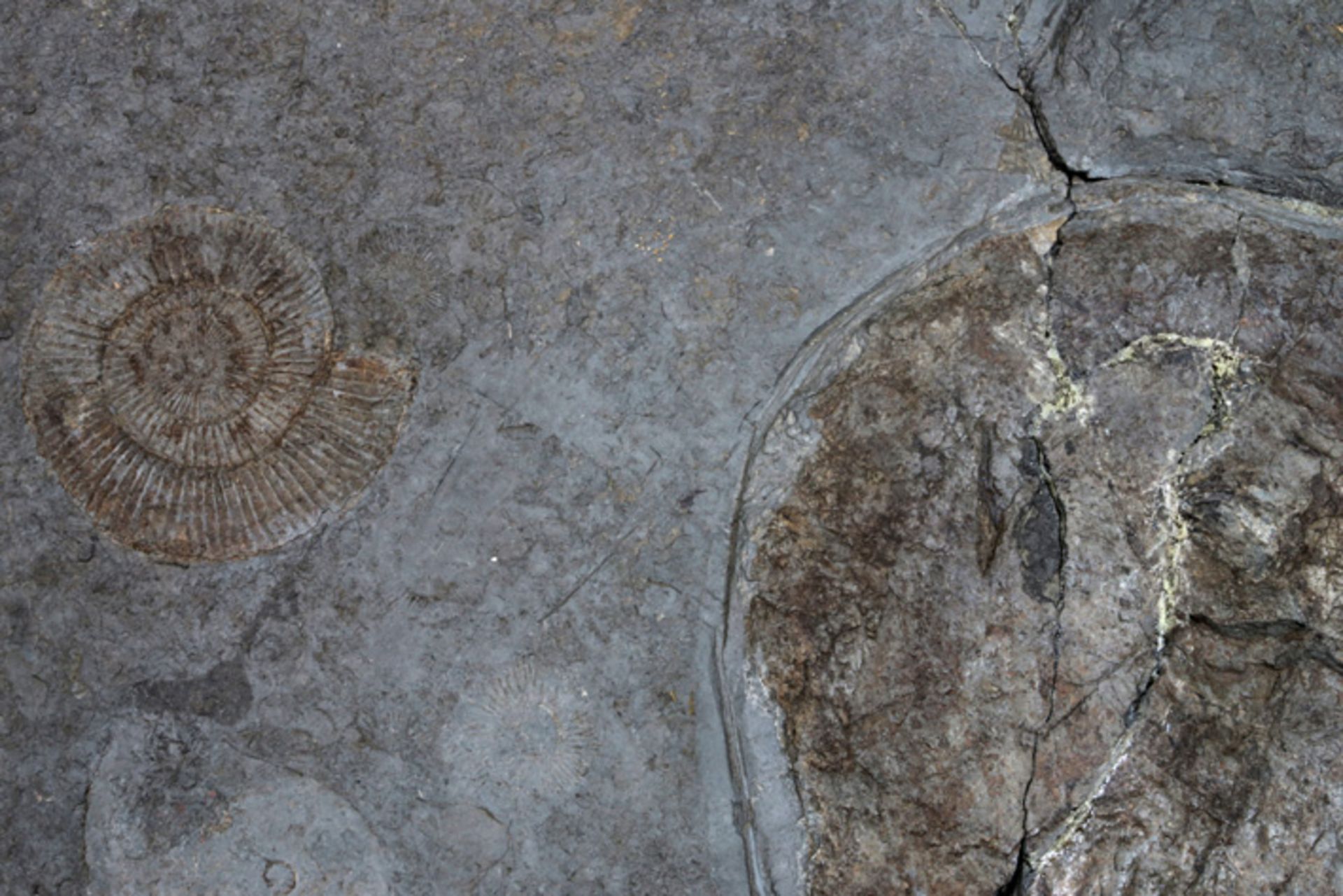 two fossils, including one fossilised fish||Lot van twee fossielen waarvan één gefossiliseerde vis - Image 3 of 3