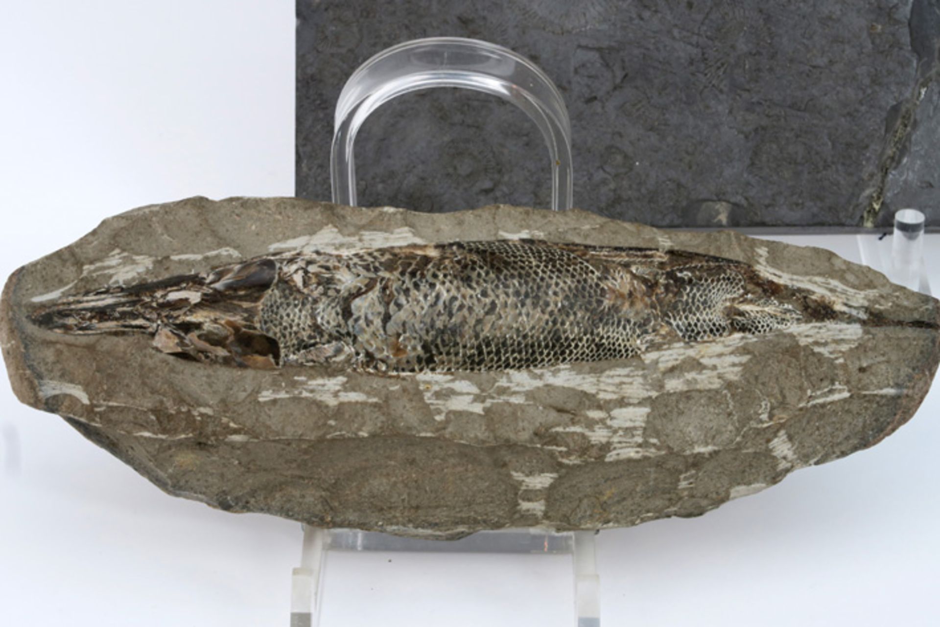 two fossils, including one fossilised fish||Lot van twee fossielen waarvan één gefossiliseerde vis - Image 2 of 3