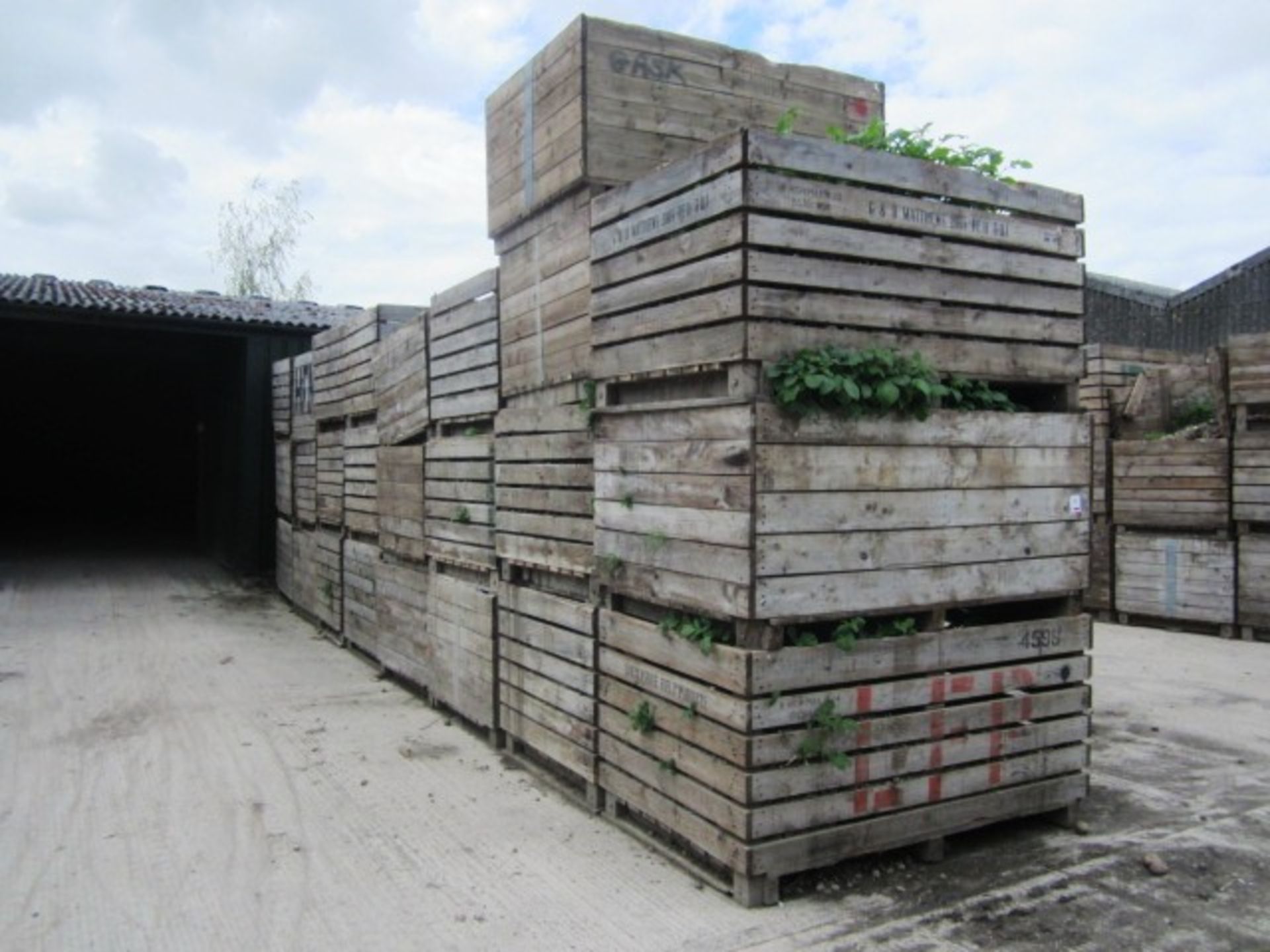 Twenty five various potato boxes - to include contents of soil, as lotted (Please Note: Purchaser - Image 2 of 2