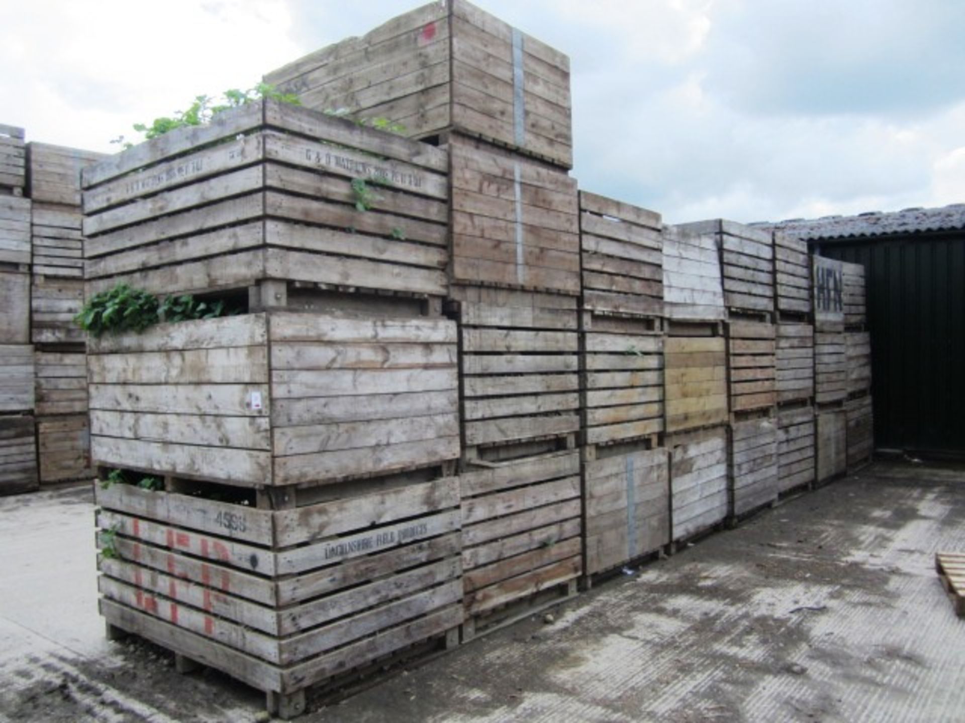 Twenty five various potato boxes - to include contents of soil, as lotted (Please Note: Purchaser