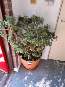 Japanese Jade / Money plant