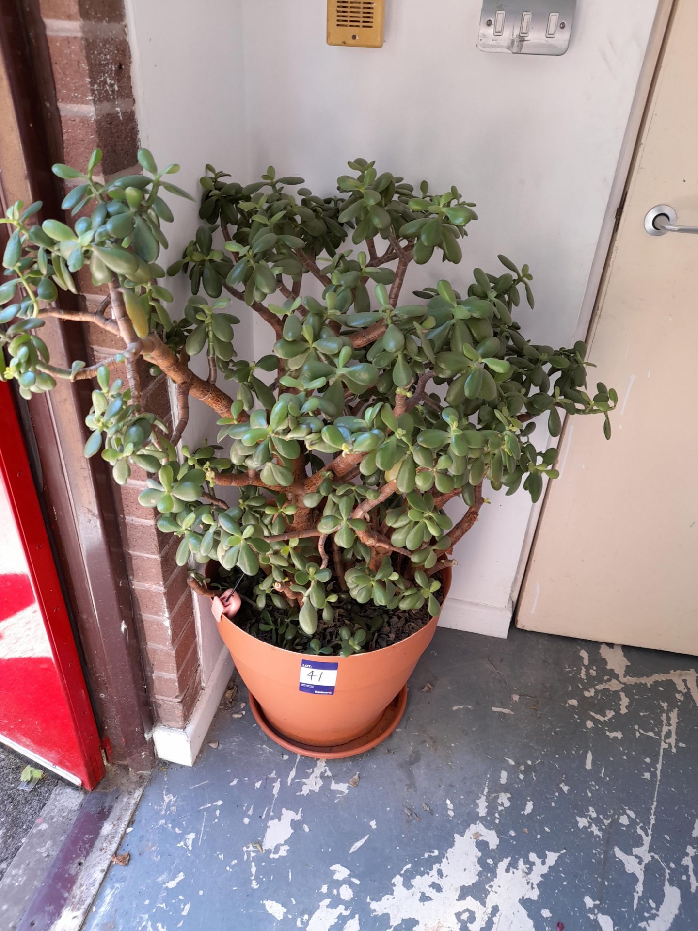 Japanese Jade / Money plant