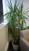 3 x Various office plants