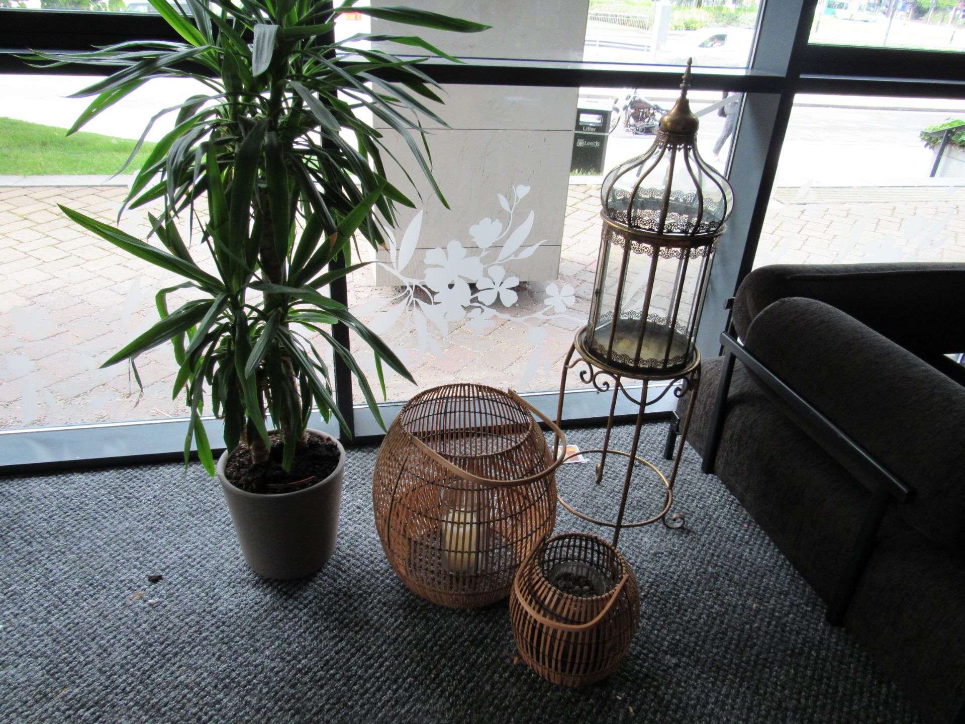 Lantern and Plant Collection - Image 2 of 2