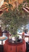 Live Potted Olive Tree, Located at First Floor, The Bentall Centre, Wood Street, Kingston Upon