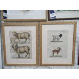 Two Lithographs of Animals (41cm x 28cm)