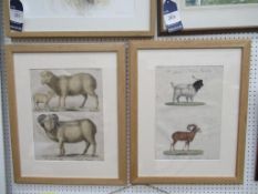 Two Lithographs of Animals (41cm x 28cm)